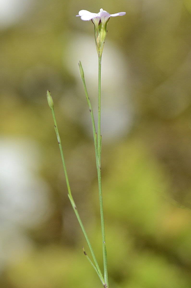 Petrorhagia saxifraga / Garofanina spaccasassi